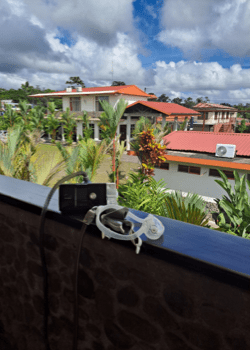 Photo of various buildings in a tropical setting